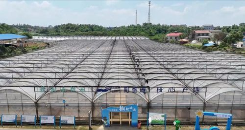 一代天椒出湘记 辣味传奇的网络时代新生